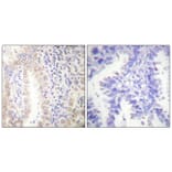 Immunohistochemistry - Anti-CEBP alpha (phospho Ser21) Antibody (A0056) - Antibodies.com