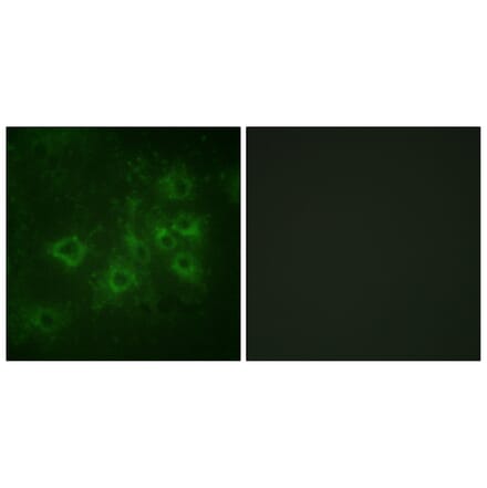 Immunofluorescence - Anti-Synapsin1 (phospho Ser605) Antibody (A1009) - Antibodies.com