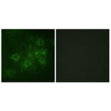 Immunofluorescence - Anti-Synapsin1 (phospho Ser605) Antibody (A1009) - Antibodies.com