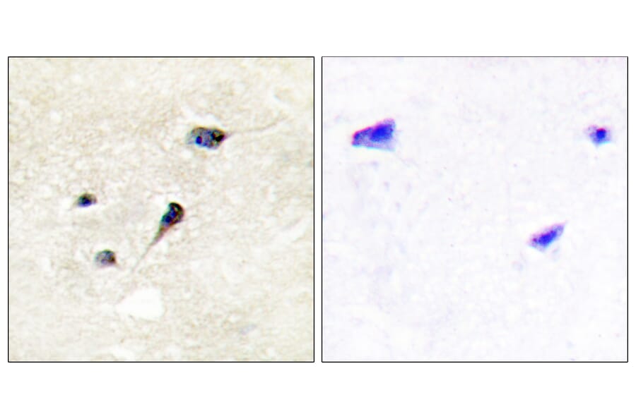 Immunohistochemistry - Anti-Synapsin1 (phospho Ser605) Antibody (A1009) - Antibodies.com