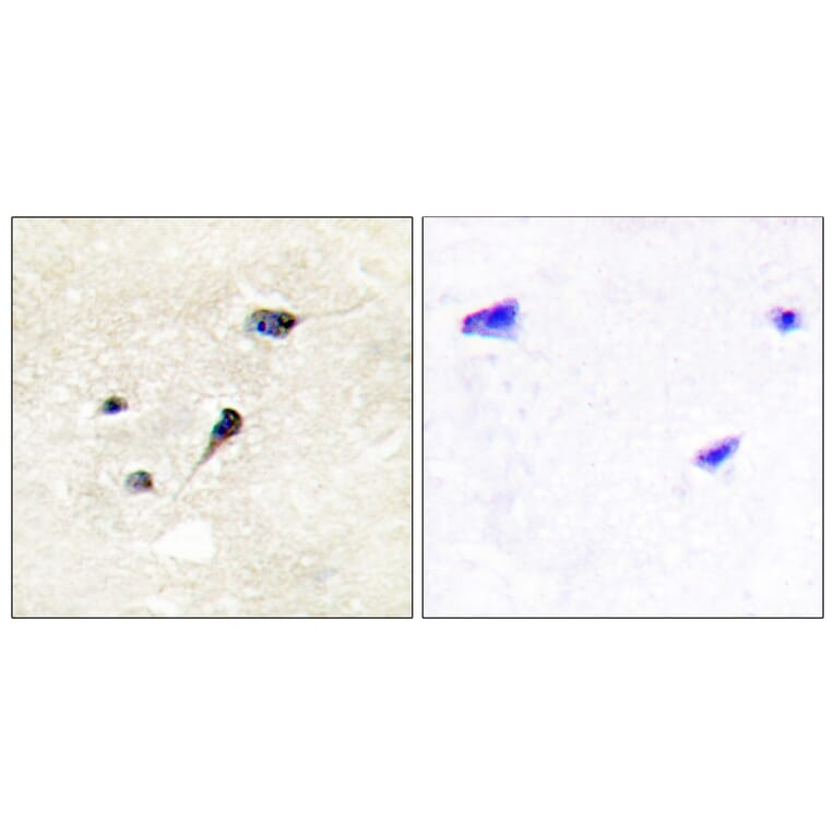Immunohistochemistry - Anti-Synapsin1 (phospho Ser605) Antibody (A1009) - Antibodies.com