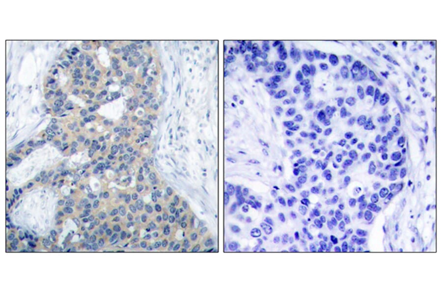 Immunohistochemistry - Anti-Stathmin 1 (phospho Ser37) Antibody (A7232) - Antibodies.com