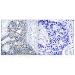 Immunohistochemistry - Anti-Stathmin 1 (phospho Ser37) Antibody (A7232) - Antibodies.com