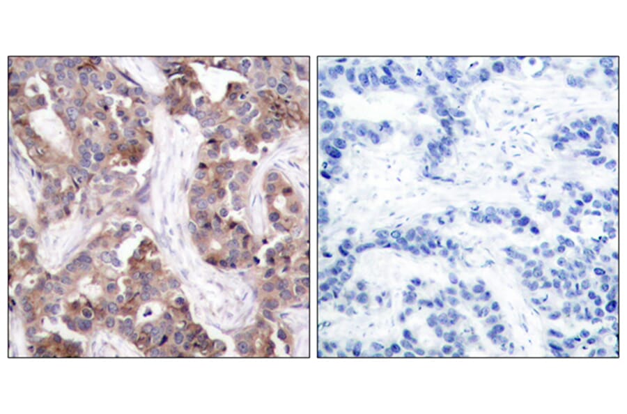 Immunohistochemistry - Anti-Stathmin 1 (phospho Ser24) Antibody (A7231) - Antibodies.com