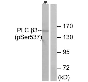 Western Blot - Anti-PLC beta3 (phospho Ser537) Antibody (A0722) - Antibodies.com