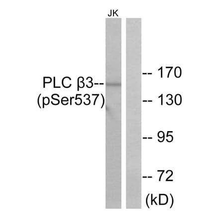 Western Blot - Anti-PLC beta3 (phospho Ser537) Antibody (A0722) - Antibodies.com