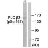 Western Blot - Anti-PLC beta3 (phospho Ser537) Antibody (A0722) - Antibodies.com