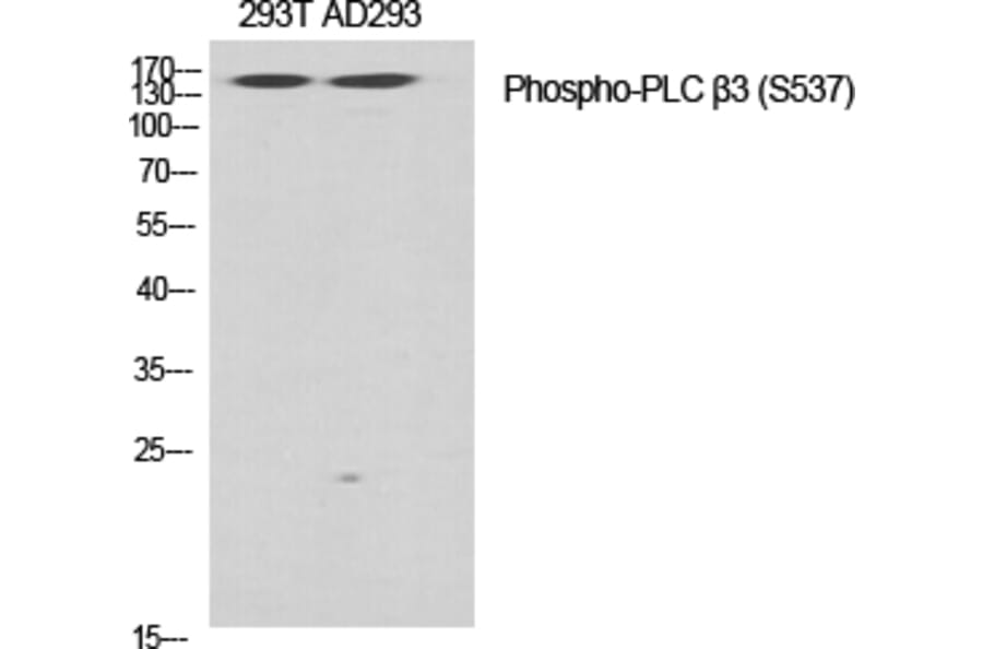 Western Blot - Anti-PLC beta3 (phospho Ser537) Antibody (A0722) - Antibodies.com
