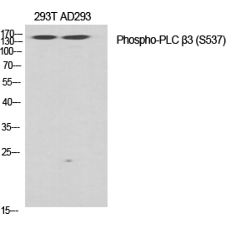 Western Blot - Anti-PLC beta3 (phospho Ser537) Antibody (A0722) - Antibodies.com