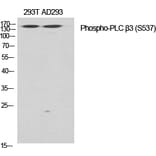 Western Blot - Anti-PLC beta3 (phospho Ser537) Antibody (A0722) - Antibodies.com