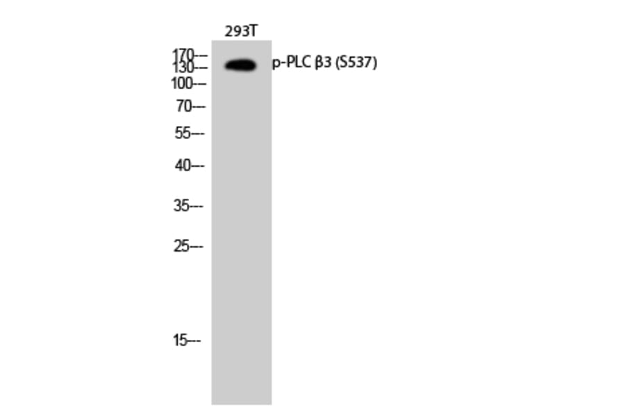 Western Blot - Anti-PLC beta3 (phospho Ser537) Antibody (A0722) - Antibodies.com