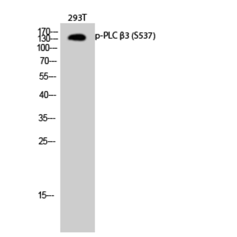 Western Blot - Anti-PLC beta3 (phospho Ser537) Antibody (A0722) - Antibodies.com