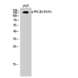 Western Blot - Anti-PLC beta3 (phospho Ser537) Antibody (A0722) - Antibodies.com