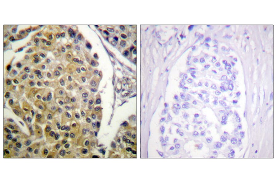 Immunohistochemistry - Anti-PKC delta (phospho Tyr313) Antibody (A0718) - Antibodies.com