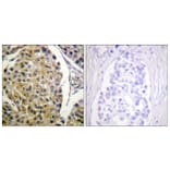 Immunohistochemistry - Anti-PKC delta (phospho Tyr313) Antibody (A0718) - Antibodies.com