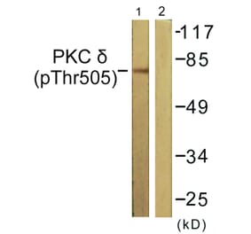 Western Blot - Anti-PKC delta (phospho Thr505) Antibody (A0717) - Antibodies.com