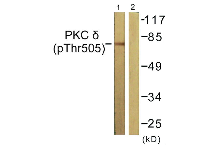 Western Blot - Anti-PKC delta (phospho Thr505) Antibody (A0717) - Antibodies.com