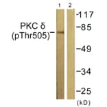 Western Blot - Anti-PKC delta (phospho Thr505) Antibody (A0717) - Antibodies.com