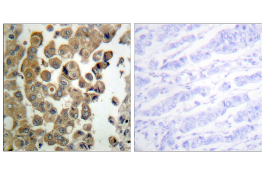 Immunohistochemistry - Anti-PKC delta (phospho Thr505) Antibody (A0717) - Antibodies.com