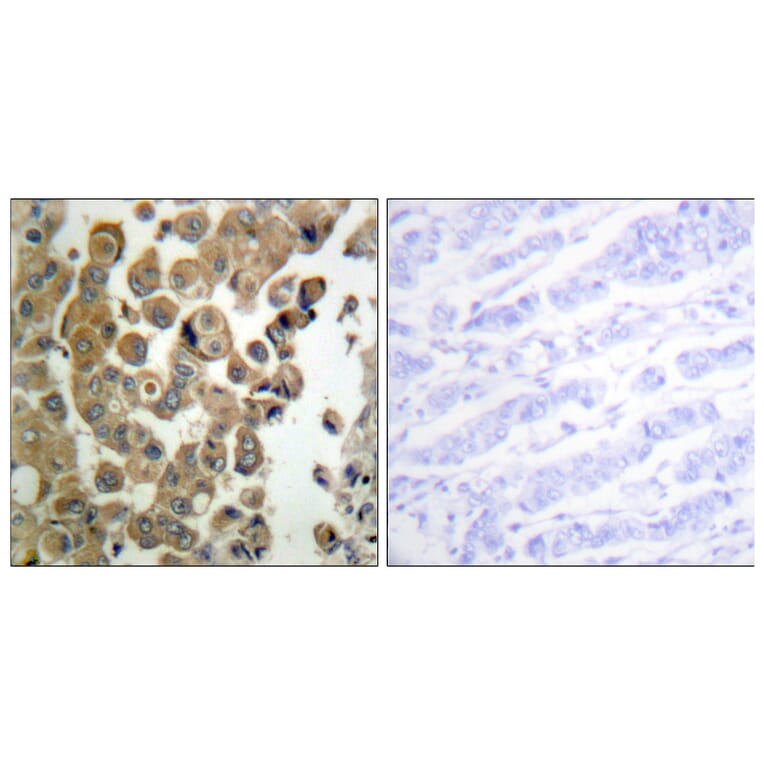 Immunohistochemistry - Anti-PKC delta (phospho Thr505) Antibody (A0717) - Antibodies.com