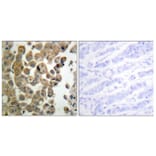 Immunohistochemistry - Anti-PKC delta (phospho Thr505) Antibody (A0717) - Antibodies.com