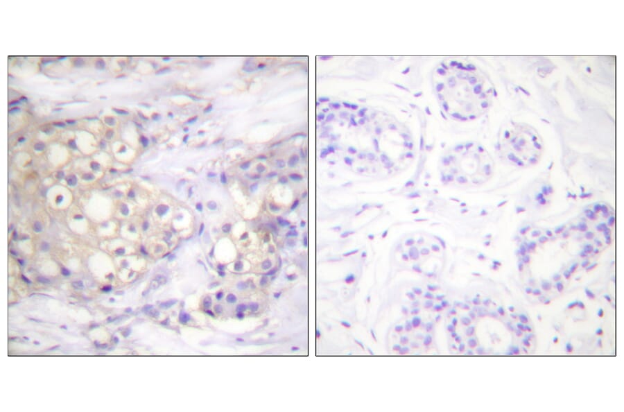 Immunohistochemistry - Anti-PKC alpha (phospho Thr638) Antibody (A0716) - Antibodies.com