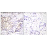 Immunohistochemistry - Anti-PKC alpha (phospho Thr638) Antibody (A0716) - Antibodies.com