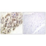 Immunohistochemistry - Anti-MAPKAPK-2 (phospho Thr222) Antibody (A0677) - Antibodies.com
