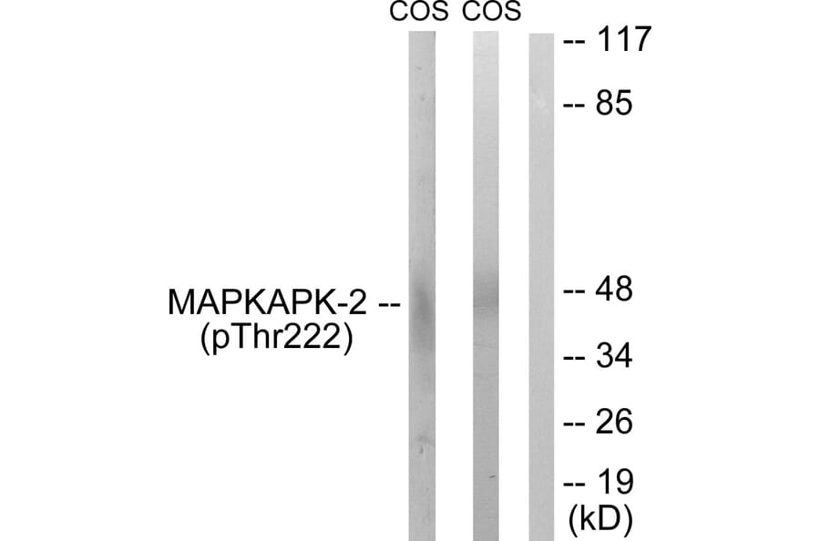 Western Blot - Anti-MAPKAPK-2 (phospho Thr222) Antibody (A0677) - Antibodies.com