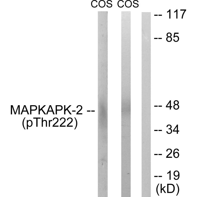 Western Blot - Anti-MAPKAPK-2 (phospho Thr222) Antibody (A0677) - Antibodies.com