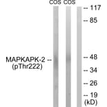 Western Blot - Anti-MAPKAPK-2 (phospho Thr222) Antibody (A0677) - Antibodies.com