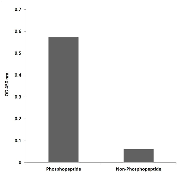 ELISA - Anti-MAPKAPK-2 (phospho Thr222) Antibody (P12-1143) - Antibodies.com