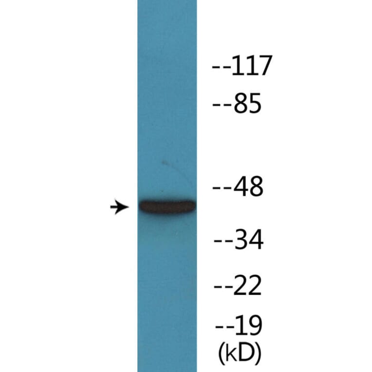 Western Blot - Anti-MAPKAPK-2 (phospho Thr222) Antibody (P12-1143) - Antibodies.com