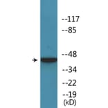 Western Blot - Anti-MAPKAPK-2 (phospho Thr222) Antibody (P12-1143) - Antibodies.com