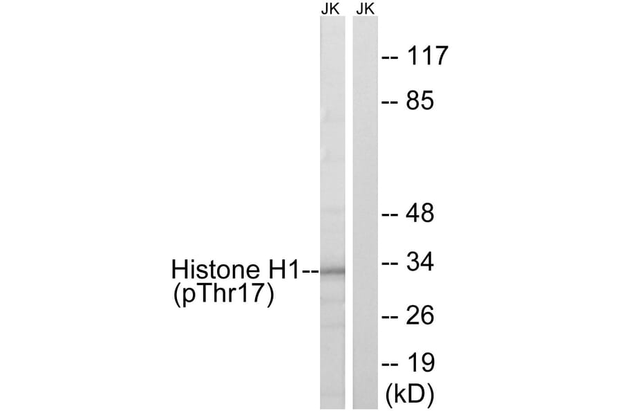 Western Blot - Anti-Histone H1 (phospho Thr17) Antibody (A0948) - Antibodies.com