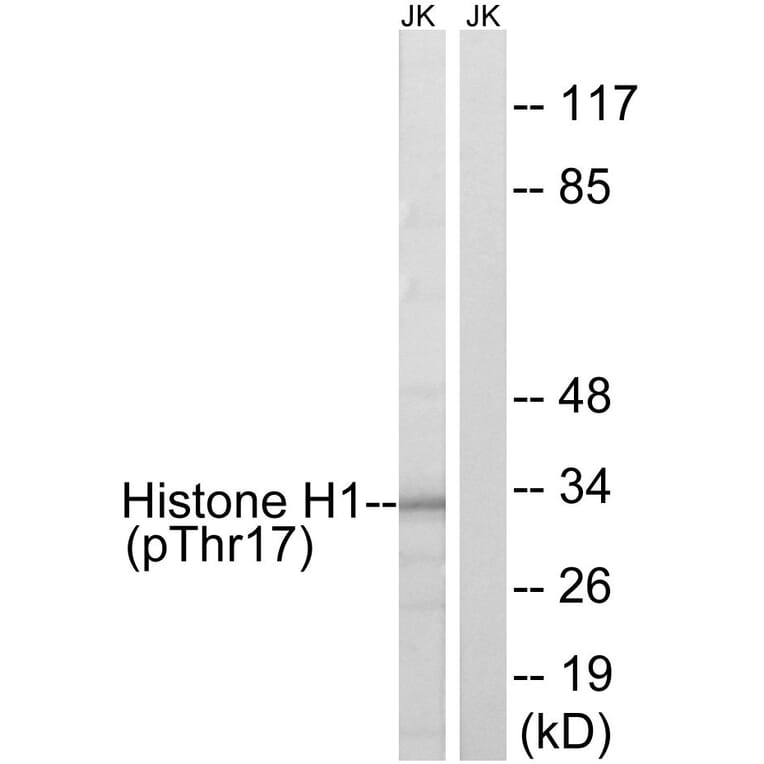 Western Blot - Anti-Histone H1 (phospho Thr17) Antibody (A0948) - Antibodies.com