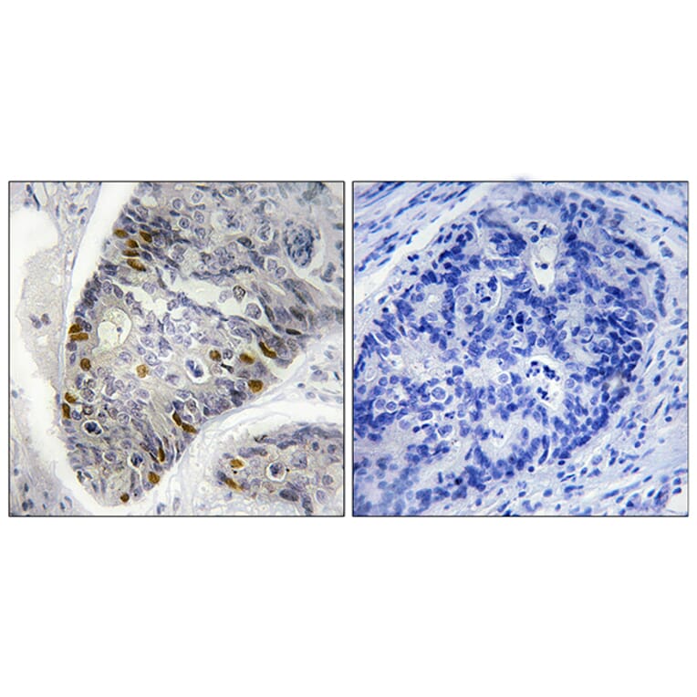 Immunohistochemistry - Anti-Histone H1 (phospho Thr17) Antibody (A0948) - Antibodies.com