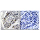 Immunohistochemistry - Anti-Histone H1 (phospho Thr17) Antibody (A0948) - Antibodies.com