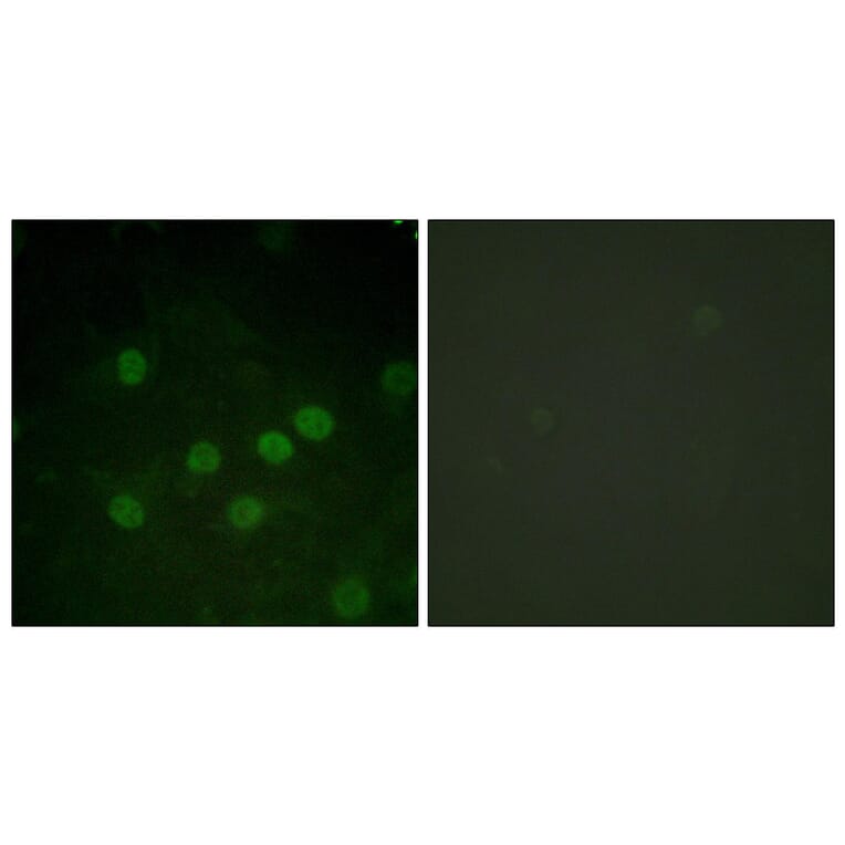 Immunofluorescence - Anti-Histone H1 (phospho Thr17) Antibody (A0948) - Antibodies.com