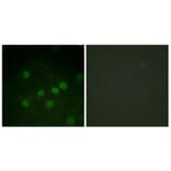 Immunofluorescence - Anti-Histone H1 (phospho Thr17) Antibody (A0948) - Antibodies.com