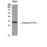 Western Blot - Anti-Histone H1 (phospho Thr17) Antibody (A0948) - Antibodies.com