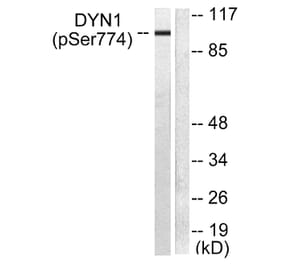 Western Blot - Anti-Dynamin-1 (phospho Ser774) Antibody (A0422) - Antibodies.com