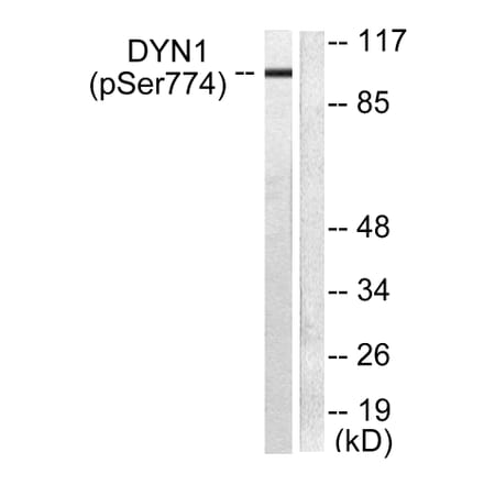 Western Blot - Anti-Dynamin-1 (phospho Ser774) Antibody (A0422) - Antibodies.com