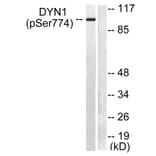 Western Blot - Anti-Dynamin-1 (phospho Ser774) Antibody (A0422) - Antibodies.com