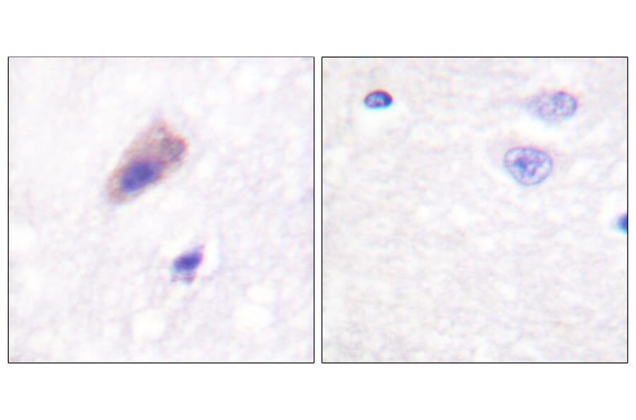 Immunohistochemistry - Anti-Dynamin-1 (phospho Ser774) Antibody (A0422) - Antibodies.com