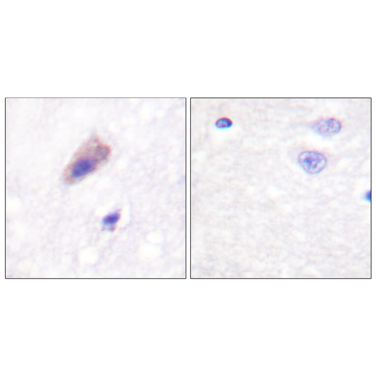 Immunohistochemistry - Anti-Dynamin-1 (phospho Ser774) Antibody (A0422) - Antibodies.com