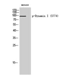 Western Blot - Anti-Dynamin-1 (phospho Ser774) Antibody (A0422) - Antibodies.com