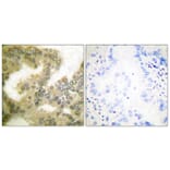 Immunohistochemistry - Anti-Cyclin D3 (phospho Thr283) Antibody (A0418) - Antibodies.com