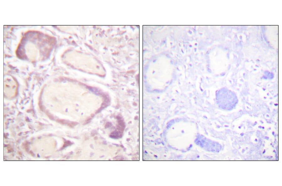 Immunohistochemistry - Anti-Cyclin B1 (phospho Ser147) Antibody (A0635) - Antibodies.com