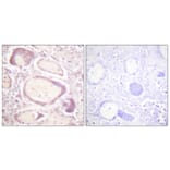 Immunohistochemistry - Anti-Cyclin B1 (phospho Ser147) Antibody (A0635) - Antibodies.com